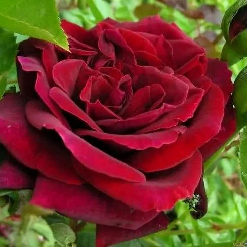 Poetry group (only for girls)🥰💞