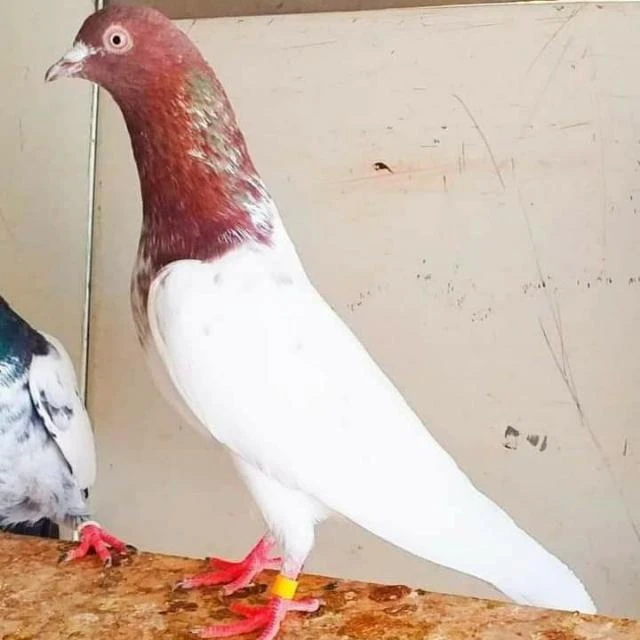 استاد وسیم عباس پھٹی ال پاکستان